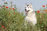 SIBERIAN HUSKY 135
